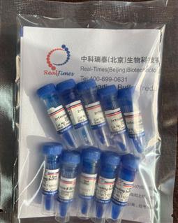 2×Tricine多肽上樣緩沖液（變性，還原，含溴酚藍(lán)）